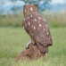 Wildcrete Eagle Owl